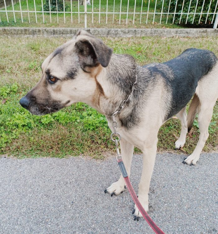 Tango, cane dolcissimo (colore focato, meticcio) - media 7