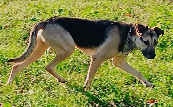 Tango, cane dolcissimo (colore focato, meticcio) - media 6