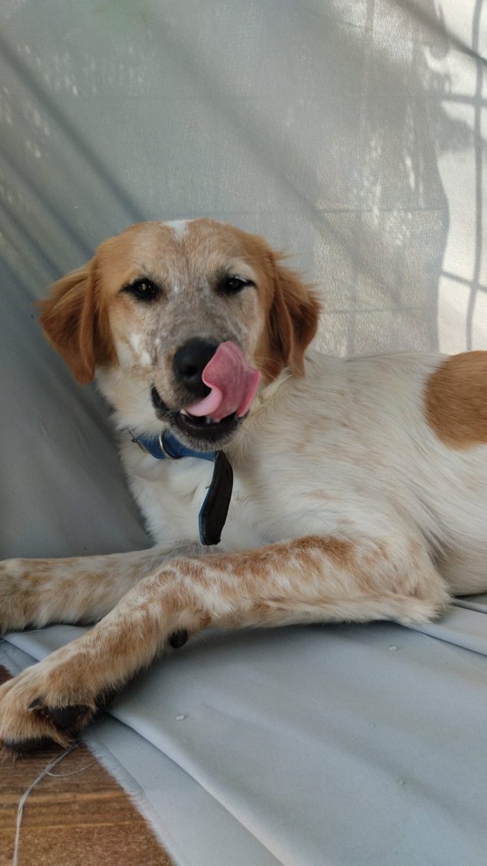 🧡BIM, SPLENDIDO DOLCE CUCCIOLOTTO, CERCA CONDIVISIONI E ADOZIONE 🏠