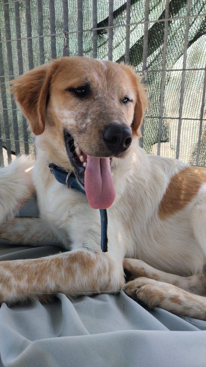 🧡BIM, SPLENDIDO DOLCE CUCCIOLOTTO, CERCA CONDIVISIONI E ADOZIONE 🏠