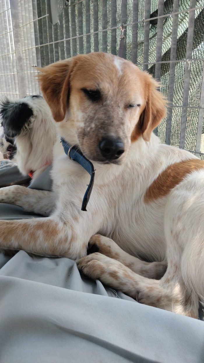 🧡BIM, SPLENDIDO DOLCE CUCCIOLOTTO, CERCA CONDIVISIONI E ADOZIONE 🏠 - media 7