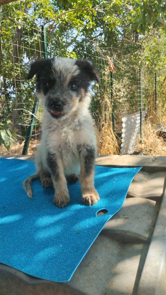 SPLENDIDO DOLCE CUCCIOLINO, CERCA CONDIVISIONI E ADOZIONE 🏠