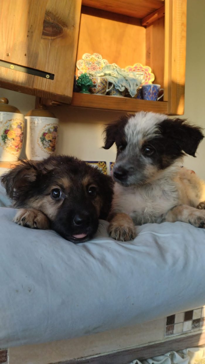 SPLENDIDO DOLCE CUCCIOLINO, CERCA CONDIVISIONI E ADOZIONE 🏠 - media 6