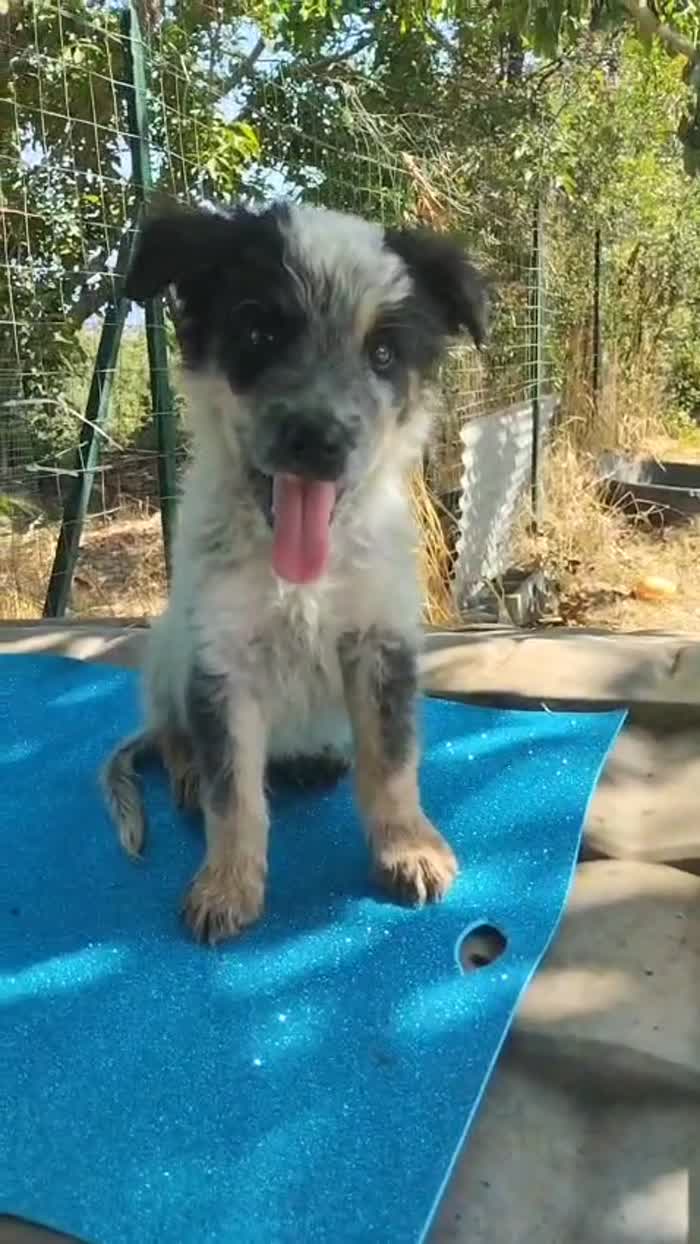 SPLENDIDO DOLCE CUCCIOLINO, CERCA CONDIVISIONI E ADOZIONE 🏠 - media 10