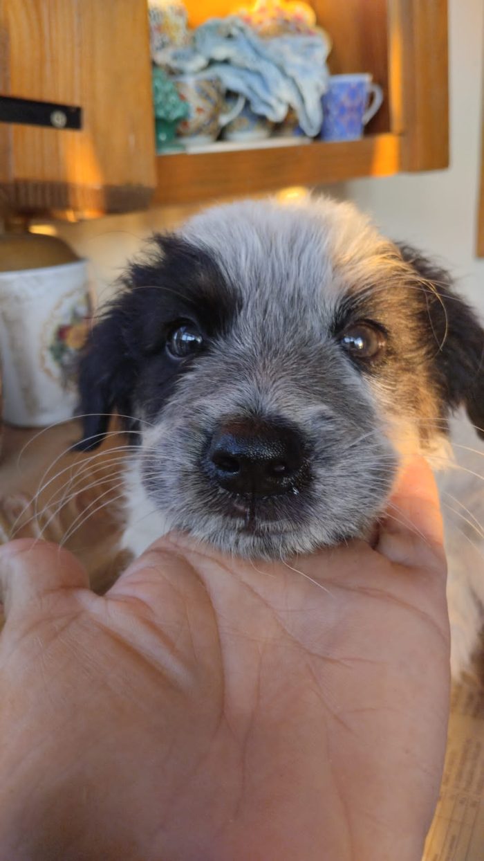 SPLENDIDO DOLCE CUCCIOLINO, CERCA CONDIVISIONI E ADOZIONE 🏠 - media 8