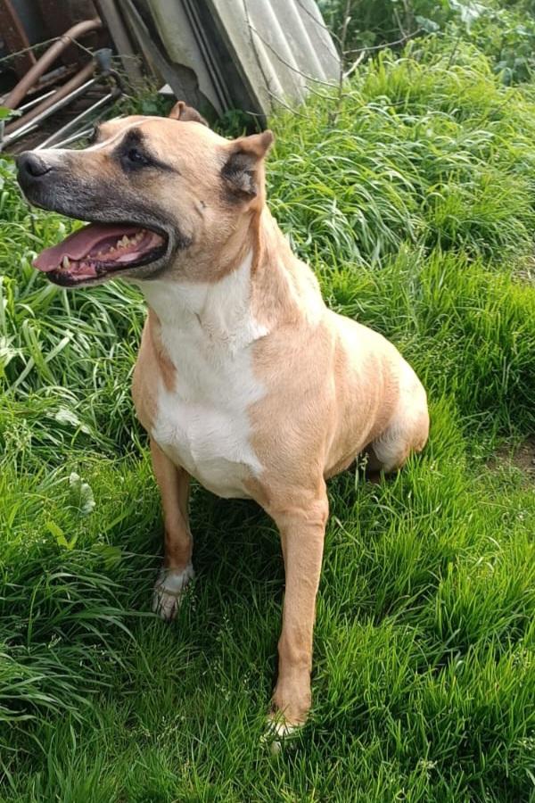 💕SPLENDIDA MIX AMSTAFF AKIRA CERCA LA SUA CASA PER SEMPRE 🏠 - media 4
