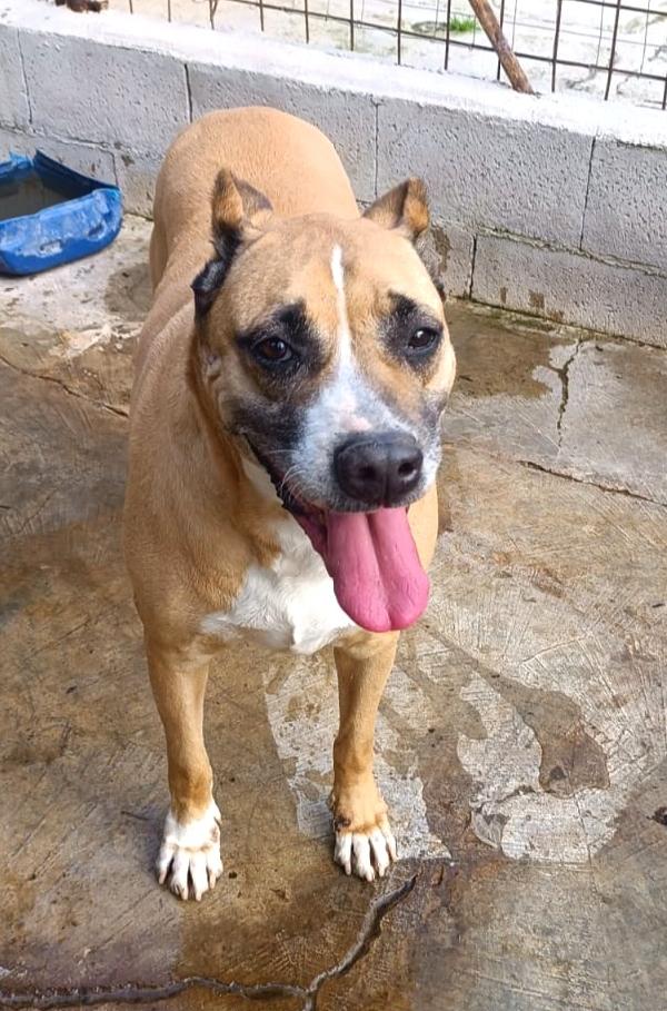 💕SPLENDIDA MIX AMSTAFF AKIRA CERCA LA SUA CASA PER SEMPRE 🏠 - media 6