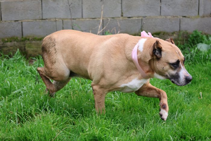 💕SPLENDIDA MIX AMSTAFF AKIRA CERCA LA SUA CASA PER SEMPRE 🏠