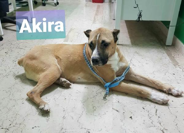 💕SPLENDIDA MIX AMSTAFF AKIRA CERCA LA SUA CASA PER SEMPRE 🏠 - media 9