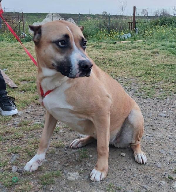 💕SPLENDIDA MIX AMSTAFF AKIRA CERCA LA SUA CASA PER SEMPRE 🏠 - media 7