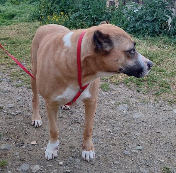 💕SPLENDIDA MIX AMSTAFF AKIRA CERCA LA SUA CASA PER SEMPRE 🏠 - media 8