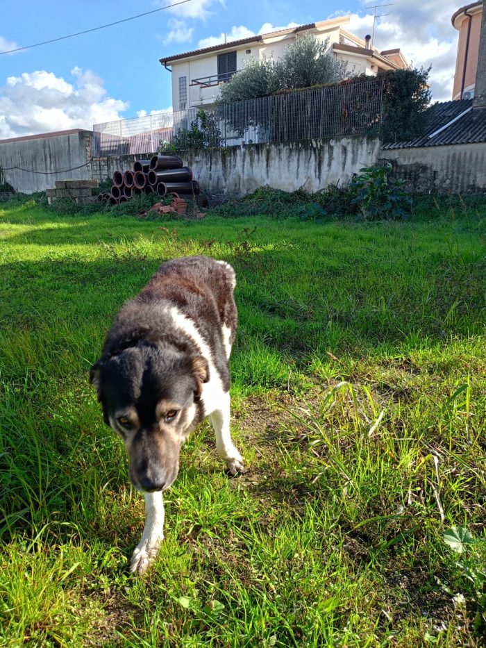 🐾BALU, SPLENDIDO DOLCE GIOVANOTTO, CERCA CONDIVISIONI E ADOZIONE 🏠