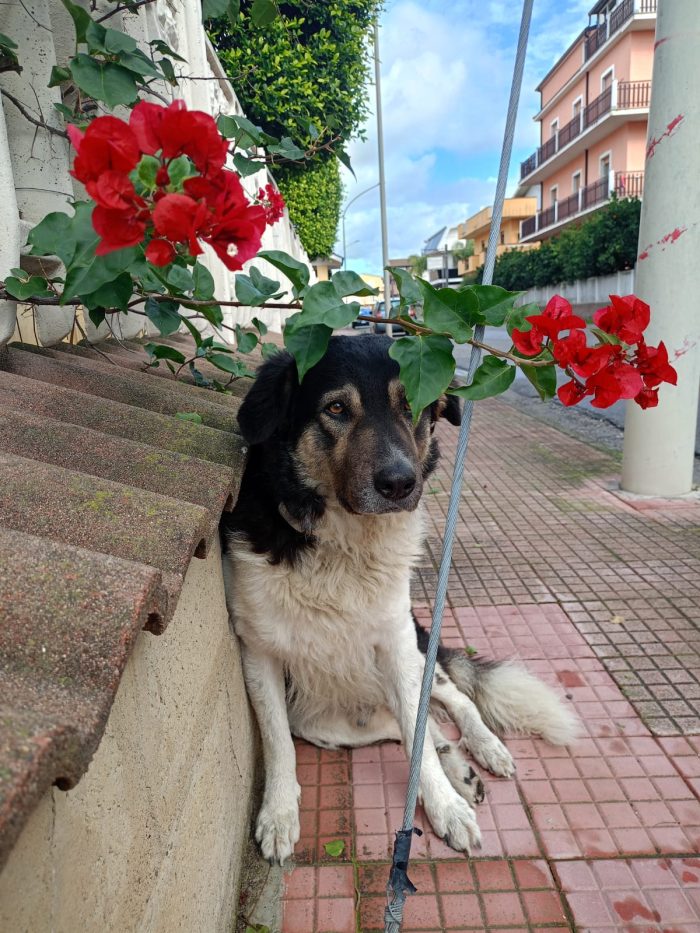 🐾BALU, SPLENDIDO DOLCE GIOVANOTTO, CERCA CONDIVISIONI E ADOZIONE 🏠 - media 5