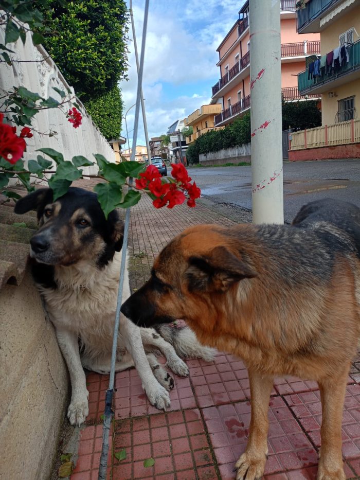 🐾BALU, SPLENDIDO DOLCE GIOVANOTTO, CERCA CONDIVISIONI E ADOZIONE 🏠 - media 6