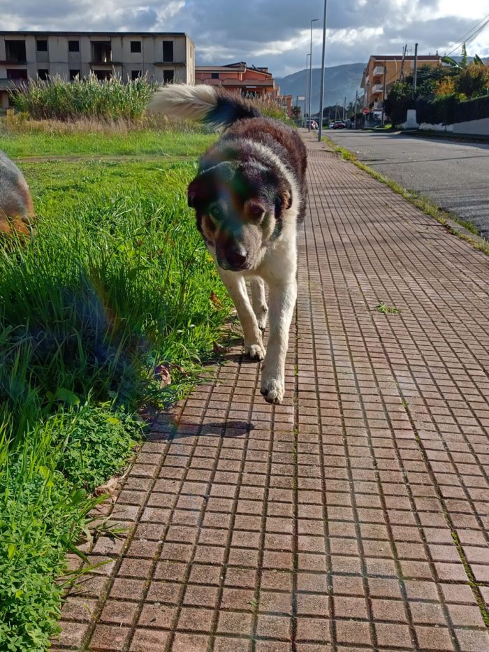 🐾BALU, SPLENDIDO DOLCE GIOVANOTTO, CERCA CONDIVISIONI E ADOZIONE 🏠 - media 9