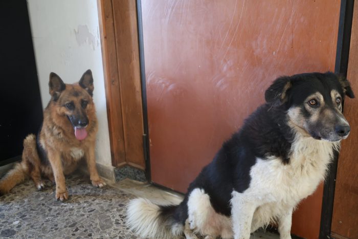 🐾BALU, SPLENDIDO DOLCE GIOVANOTTO, CERCA CONDIVISIONI E ADOZIONE 🏠 - media 8