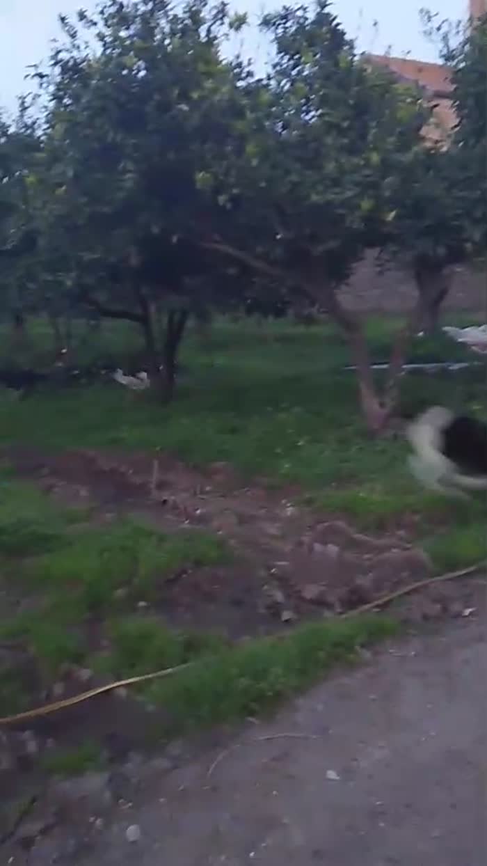 🐾BALU, SPLENDIDO DOLCE GIOVANOTTO, CERCA CONDIVISIONI E ADOZIONE 🏠 - media 10