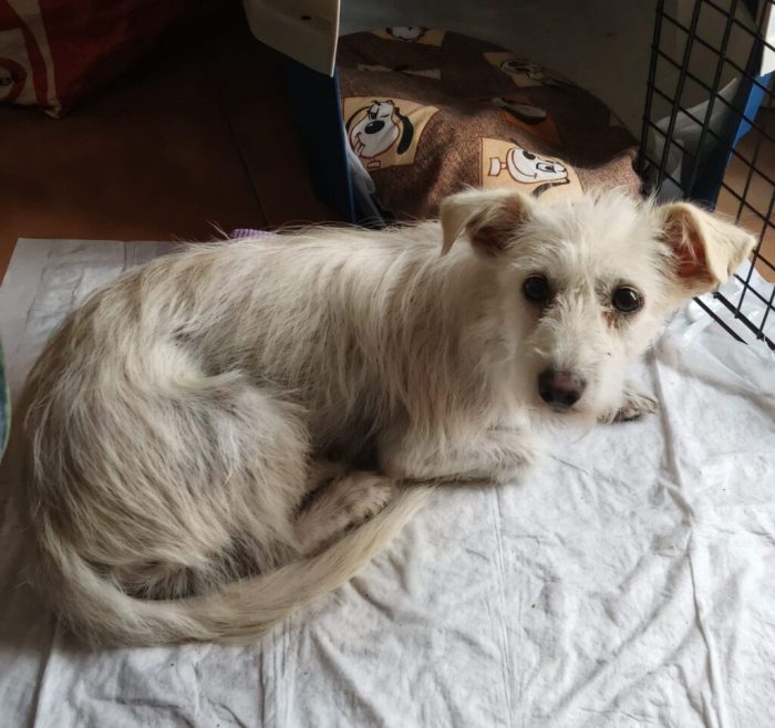 Fiore - Femmina - Nata a Dicembre 2024 - Meticcio simil spinone - Taglia Piccola - Peso: 7 kg