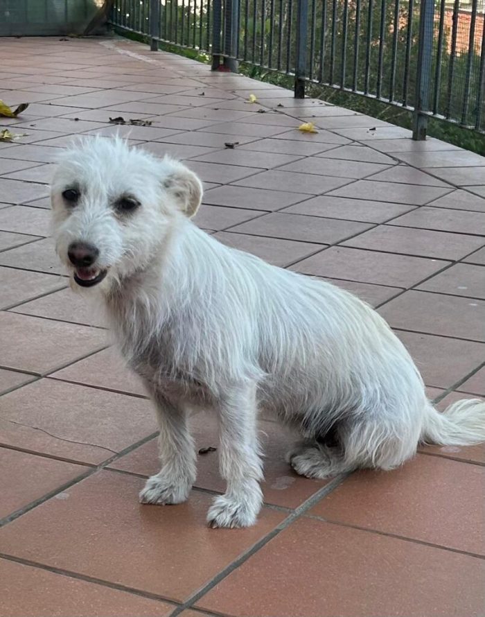 Fiore - Femmina - Nata a Dicembre 2024 - Meticcio simil spinone - Taglia Piccola - Peso: 7 kg
