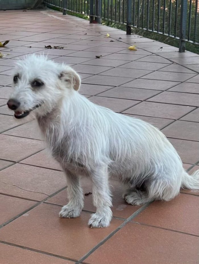 Fiore - Femmina - Nata a Dicembre 2024 - Meticcio simil spinone - Taglia Piccola - Peso: 7 kg