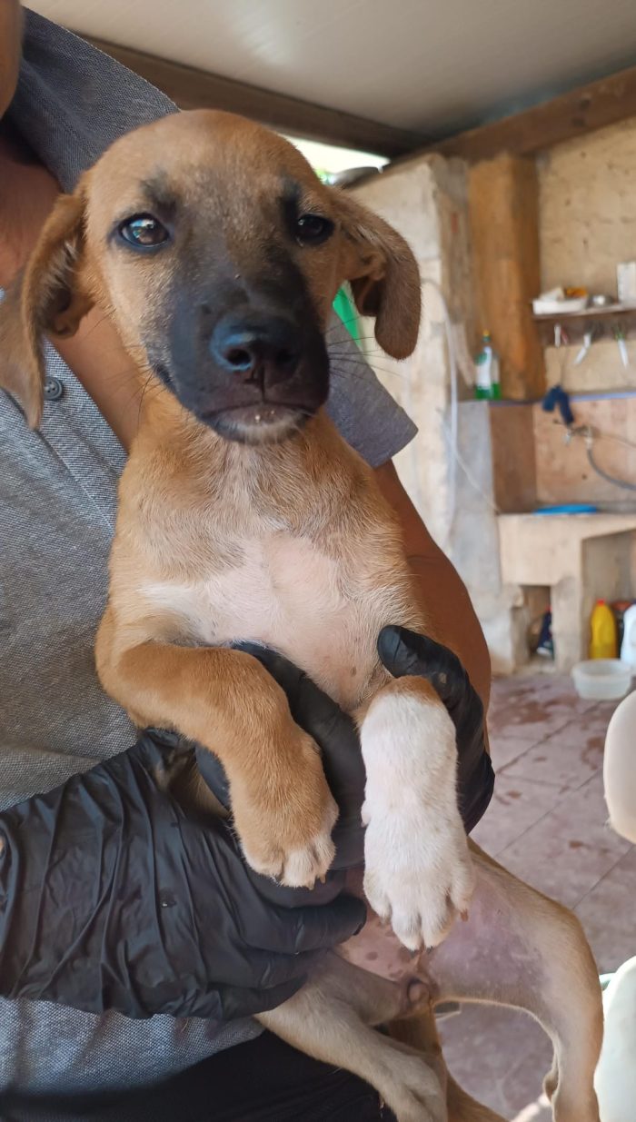 Copilot said:  🧡 CHANEL, MERAVIGLIOSA DOLCE CUCCIOLA, CERCA CONDIVISIONI E ADOZIONE 🏠