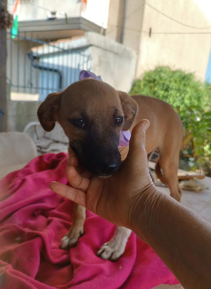 Copilot said:  🧡 CHANEL, MERAVIGLIOSA DOLCE CUCCIOLA, CERCA CONDIVISIONI E ADOZIONE 🏠