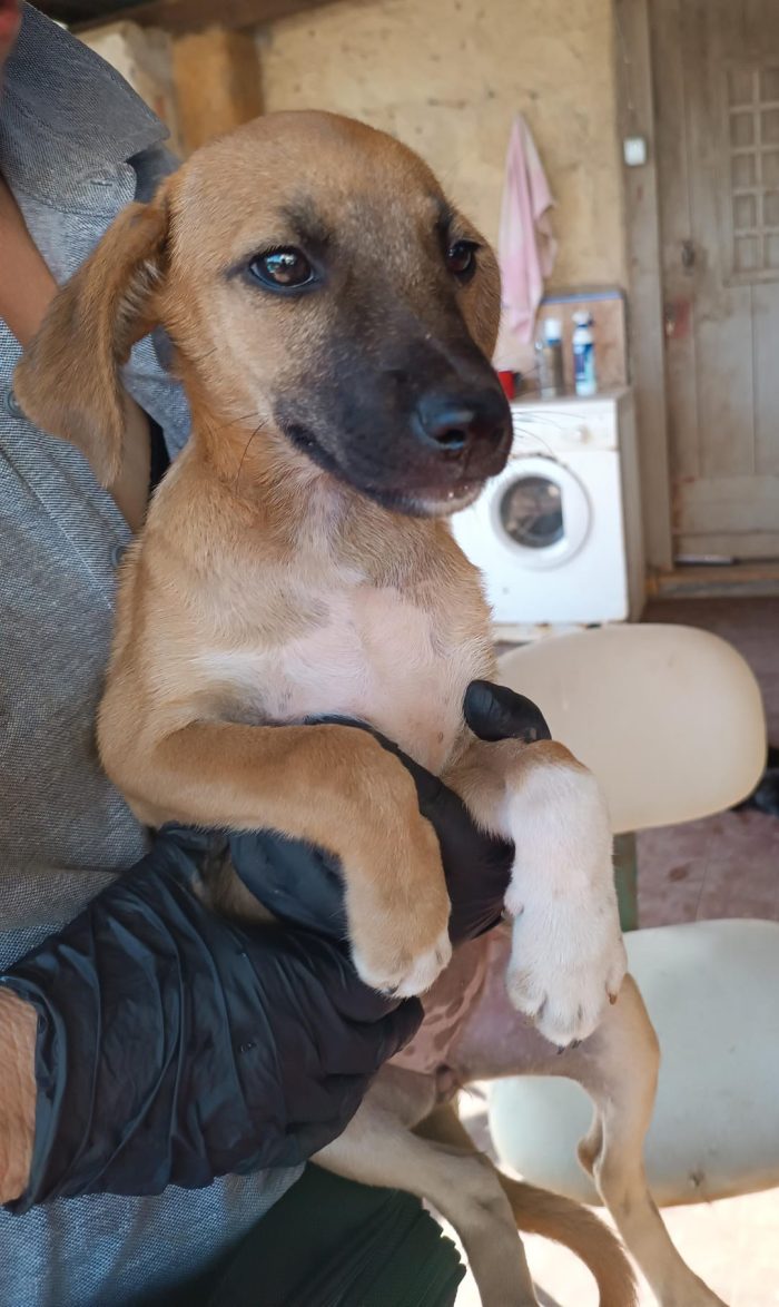 Copilot said:  🧡 CHANEL, MERAVIGLIOSA DOLCE CUCCIOLA, CERCA CONDIVISIONI E ADOZIONE 🏠