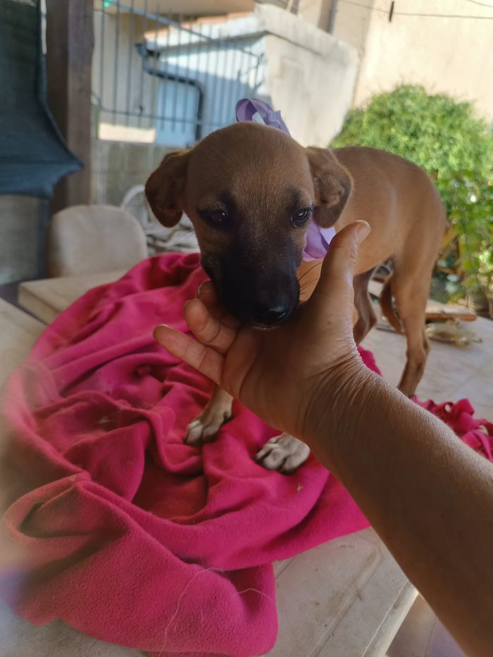 Copilot said:  🧡 CHANEL, MERAVIGLIOSA DOLCE CUCCIOLA, CERCA CONDIVISIONI E ADOZIONE 🏠 - media 4
