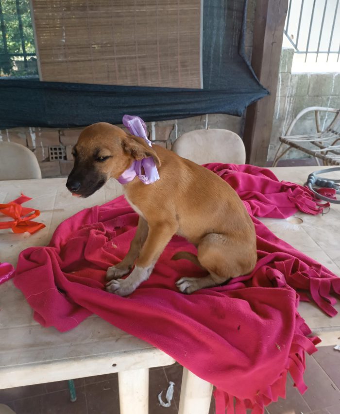 Copilot said:  🧡 CHANEL, MERAVIGLIOSA DOLCE CUCCIOLA, CERCA CONDIVISIONI E ADOZIONE 🏠 - media 5