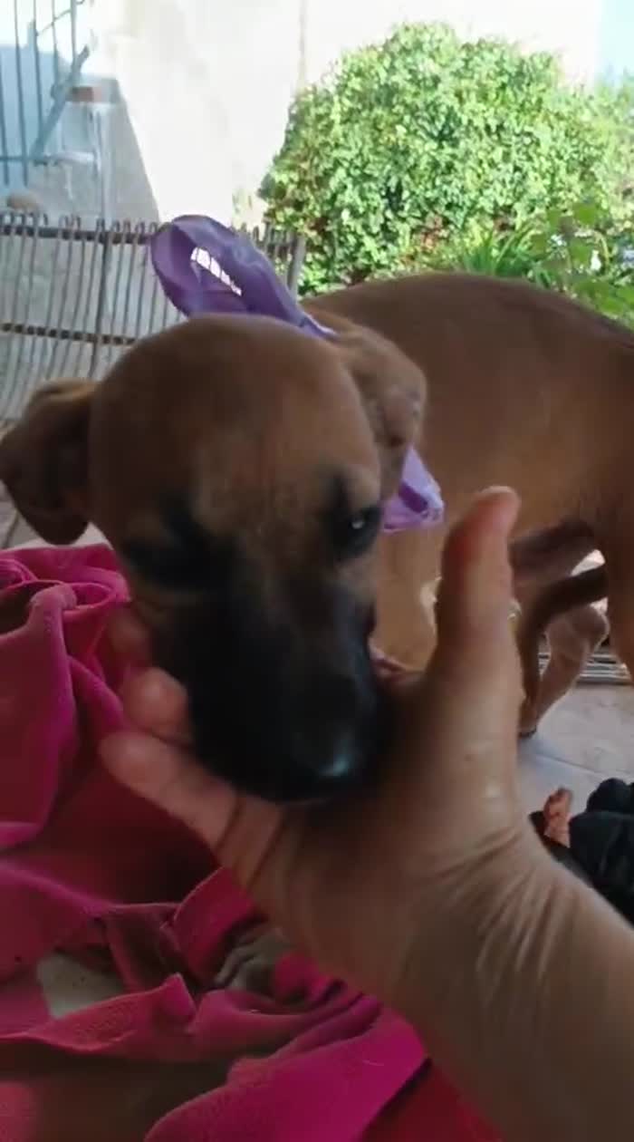 Copilot said:  🧡 CHANEL, MERAVIGLIOSA DOLCE CUCCIOLA, CERCA CONDIVISIONI E ADOZIONE 🏠 - media 7