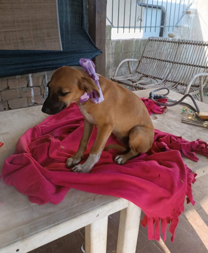 Copilot said:  🧡 CHANEL, MERAVIGLIOSA DOLCE CUCCIOLA, CERCA CONDIVISIONI E ADOZIONE 🏠 - media 6