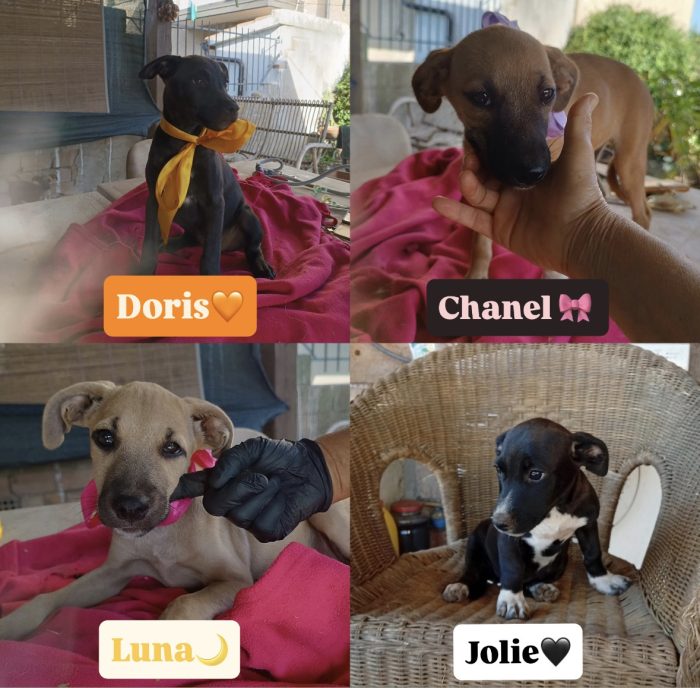 🧡DORIS, MERAVIGLIOSA DOLCE CUCCIOLA, CERCA CONDIVISIONI E ADOZIONE 🏠 - media 7