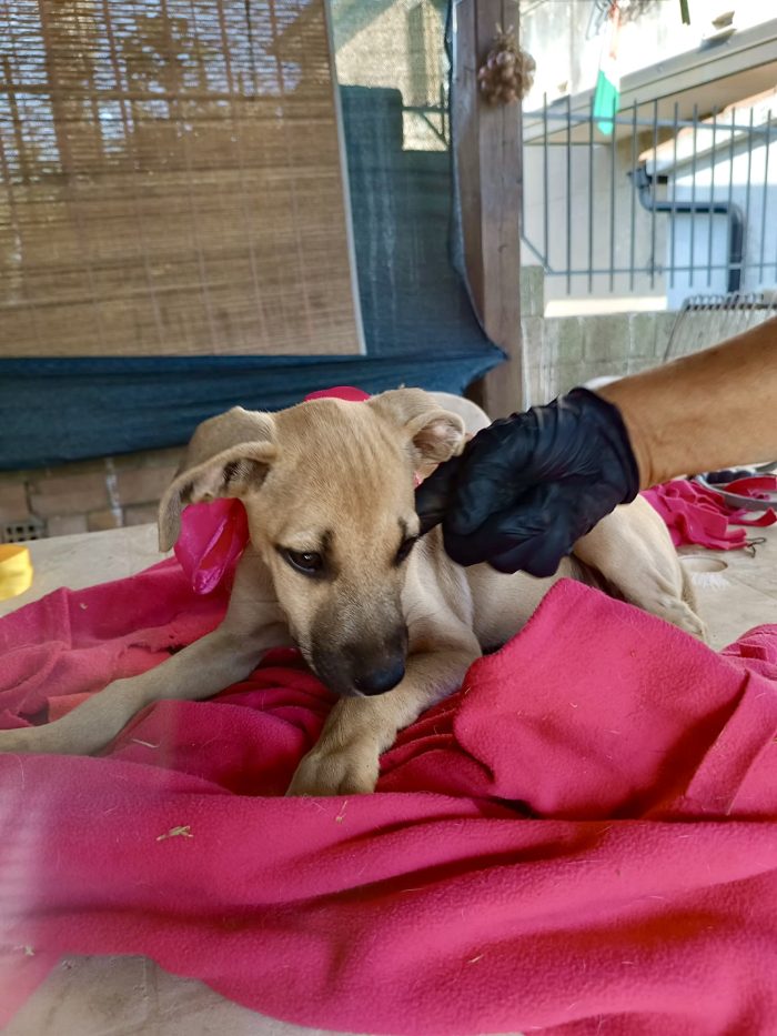 🧡 LUNA, MERAVIGLIOSA DOLCE CUCCIOLA, CERCA CONDIVISIONI E ADOZIONE 🏠 - media 4