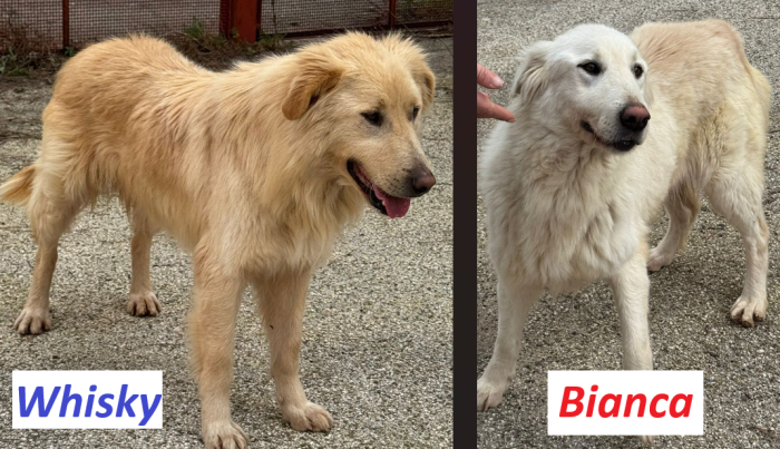 Whisky & Bianca, bellissimi ma sfortunati