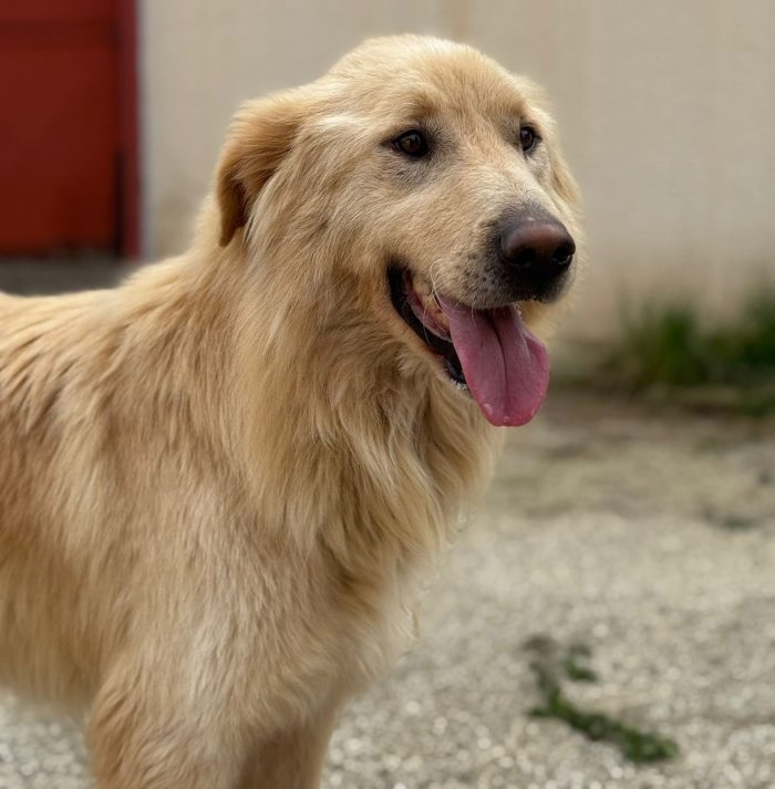 Whisky & Bianca, bellissimi ma sfortunati - media 5