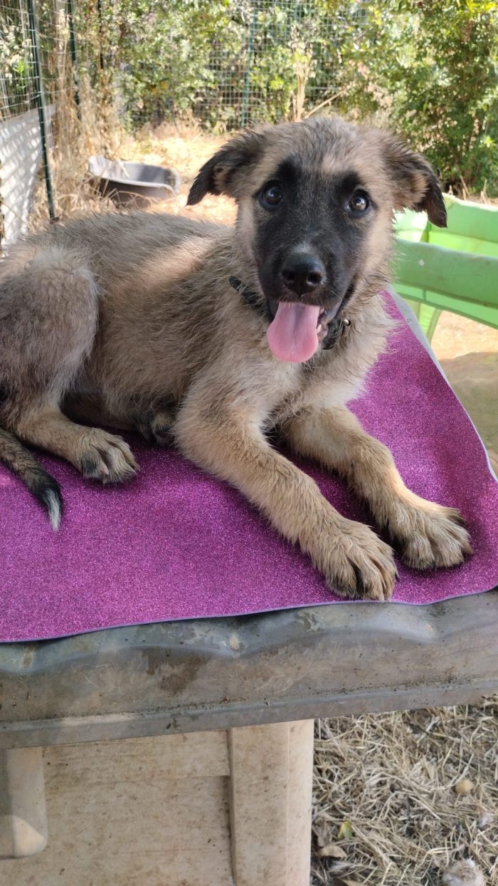 Milly splendida dolce cucciola simil Pastore cerca casa