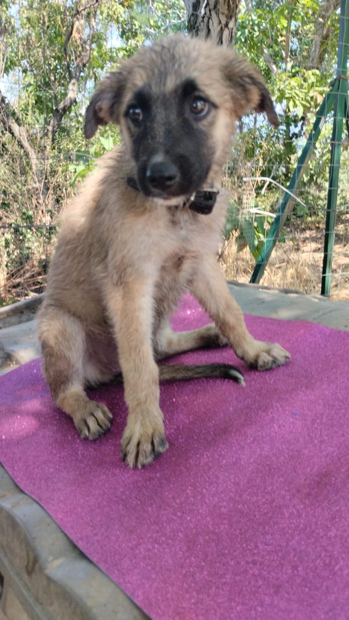 Milly splendida dolce cucciola simil Pastore cerca casa