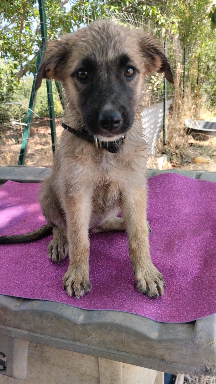 Milly splendida dolce cucciola simil Pastore cerca casa