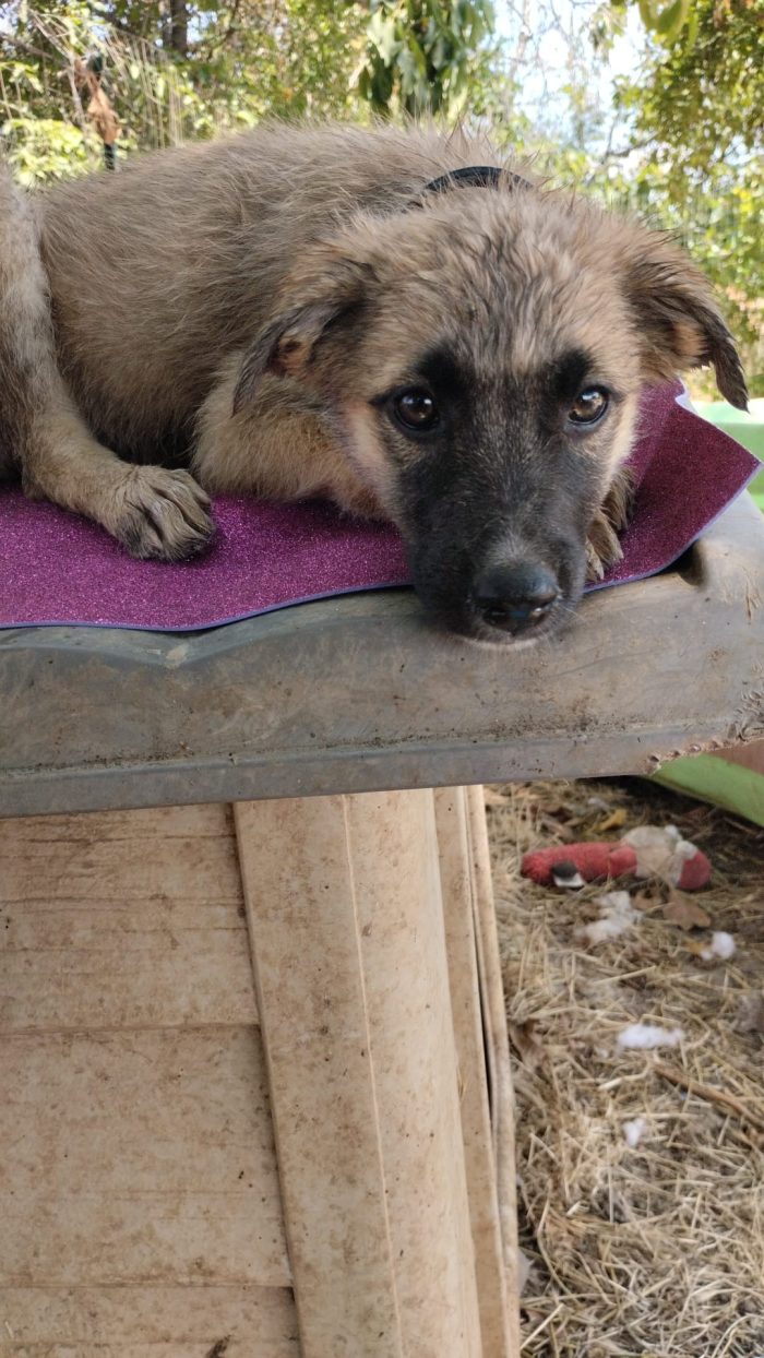 Milly splendida dolce cucciola simil Pastore cerca casa - media 5