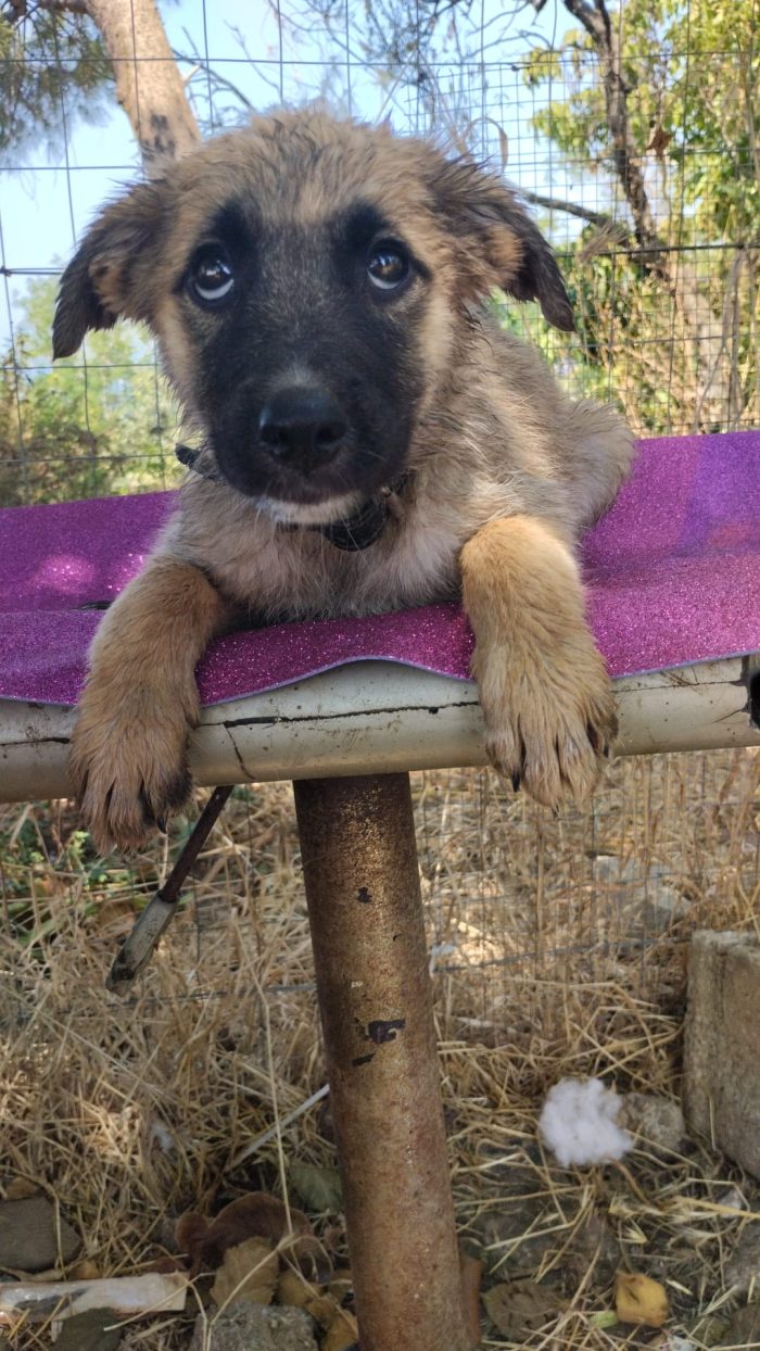 Milly splendida dolce cucciola simil Pastore cerca casa - media 6