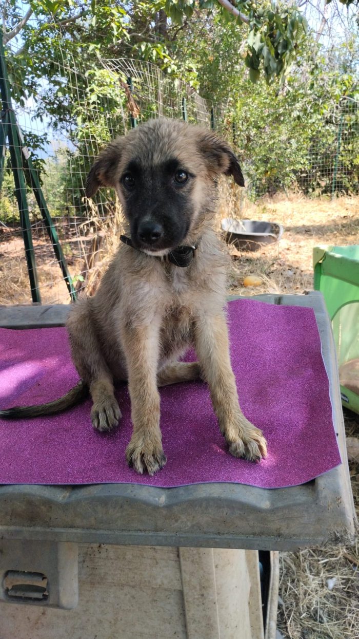 Milly splendida dolce cucciola simil Pastore cerca casa - media 4