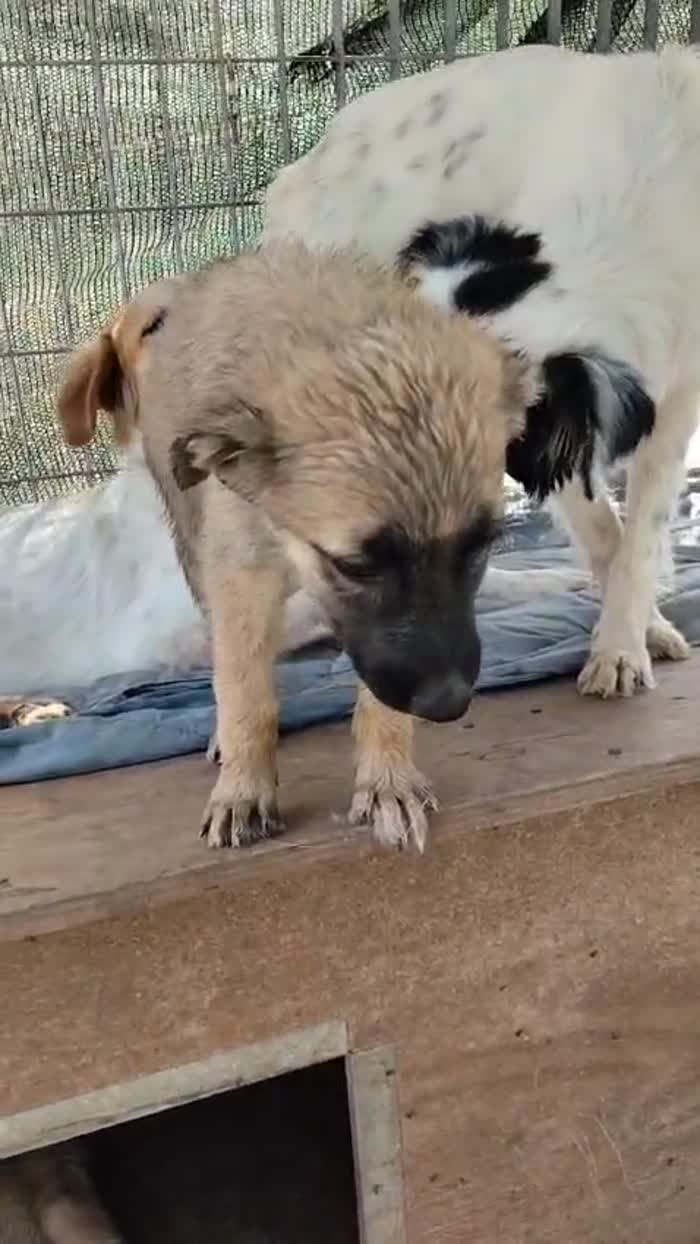 Milly splendida dolce cucciola simil Pastore cerca casa - media 8