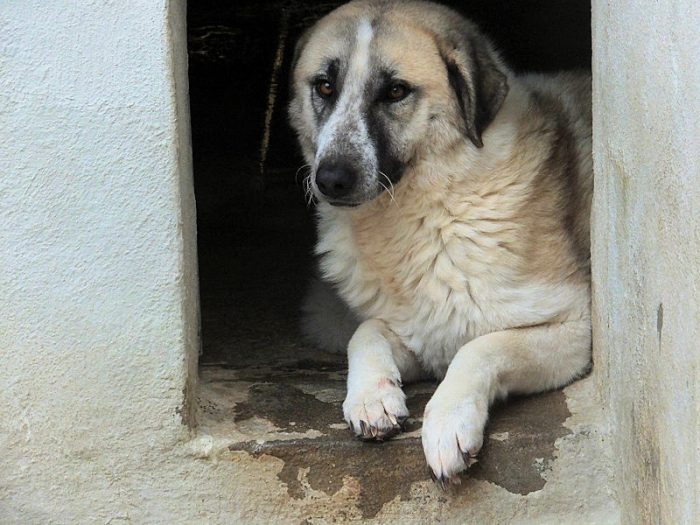 Natalia, un pò Pastore dell'Anatolia, si sta intristendo in canile