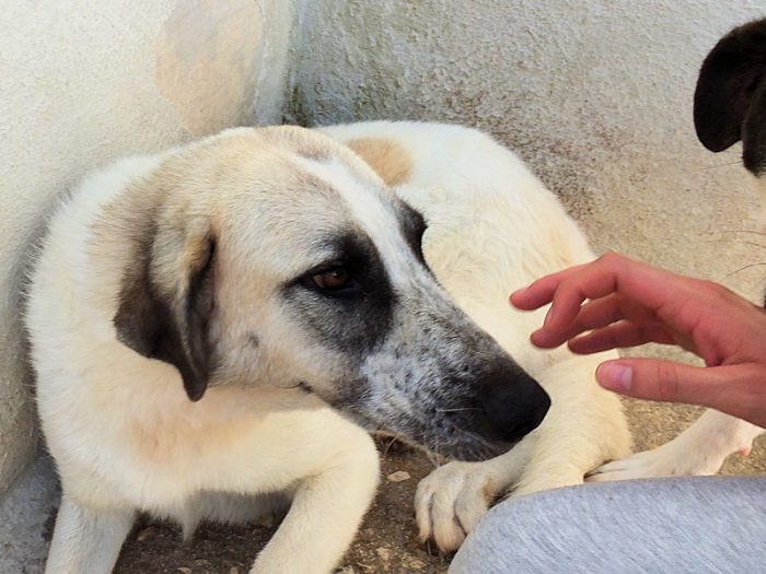 Natalia, un pò Pastore dell'Anatolia, si sta intristendo in canile - media 6