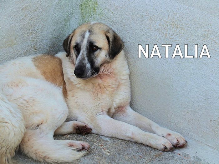Natalia, un pò Pastore dell'Anatolia, si sta intristendo in canile