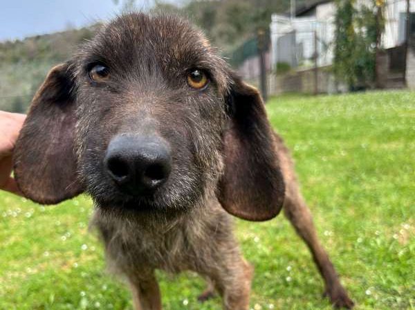 Sandrone segugio a pelo ruvido dolcissimo, anziano