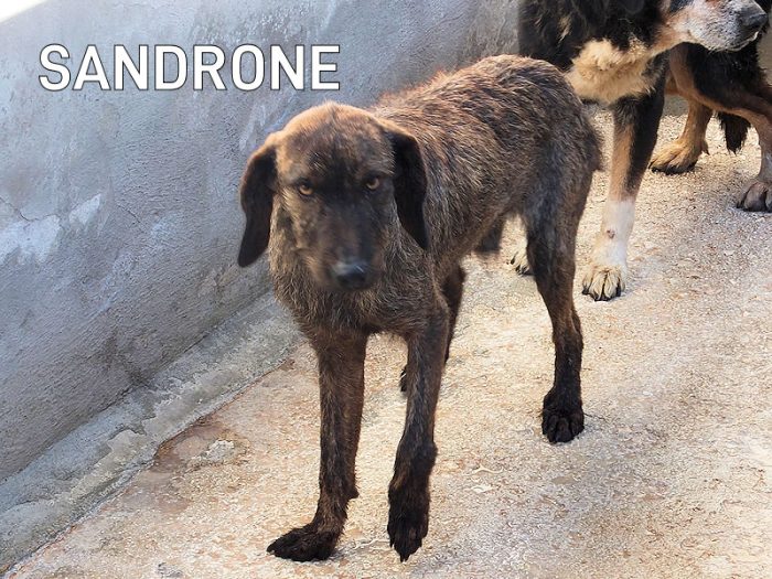 Sandrone segugio a pelo ruvido dolcissimo, anziano