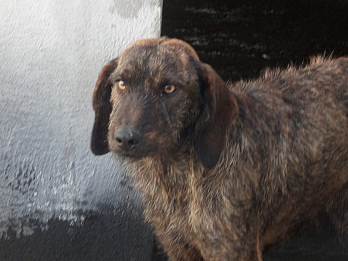 Sandrone segugio a pelo ruvido dolcissimo, anziano