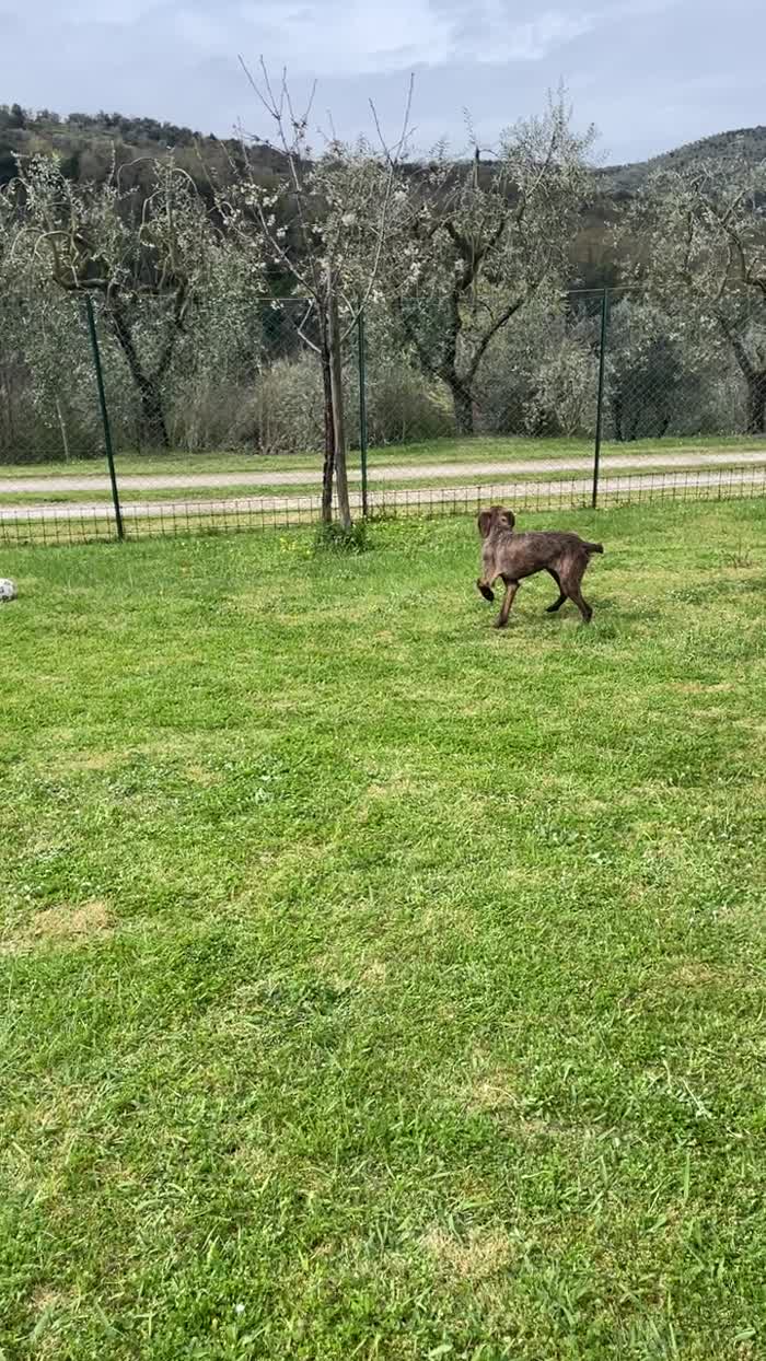 Sandrone segugio a pelo ruvido dolcissimo, anziano - media 7