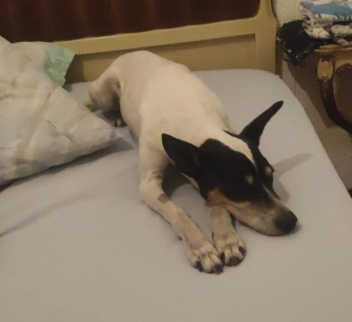 Jack Russel 12anni PADRONA ENTRATA IN RSA 11/8 ,TOBY È SOLO!! MILANO